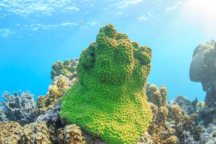Coral Bay 2-Hour Coral Viewing and Snorkeling