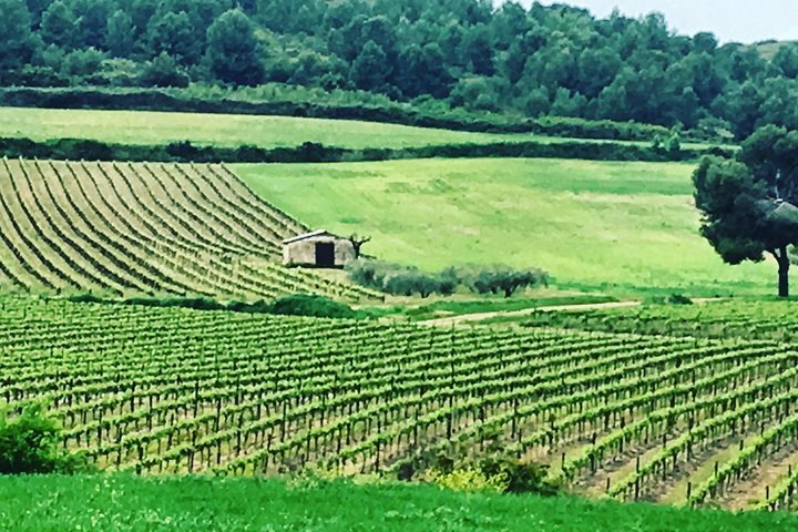 Private Half-Day Languedoc Wine and Oyster Tour from Sète