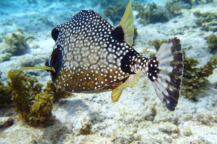 Full-Day Sailing and Snorkeling Excursion to Les Saintes