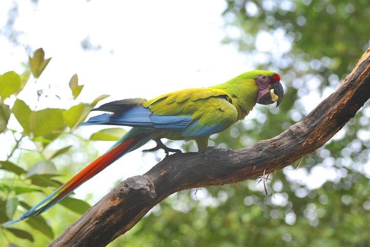 Birdwatching in Cerro Blanco from Guayaquil