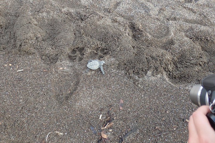 Turtle Tour Near Samara Beach
