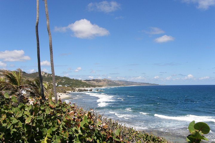 Barbados Island Tour, Monkey Watching & Swimming with Turtles