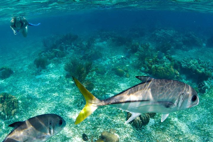 Barrier Reef Snorkel