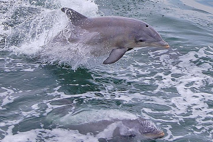 Dolphin Watching around Cape May