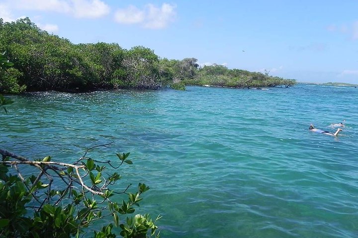 Concha Perla Bay SNORKELING Tour in Isabela Island
