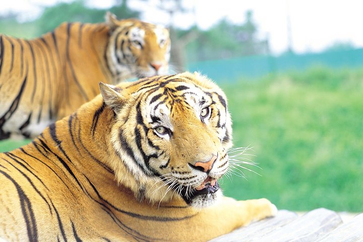 Everland Amusement Park with free-ride Ticket