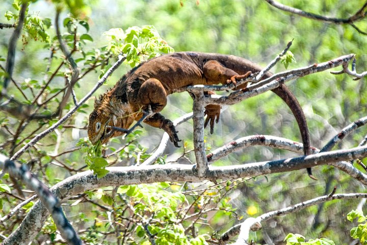 Seymour North Island & Las Bachas Full-Day Tour
