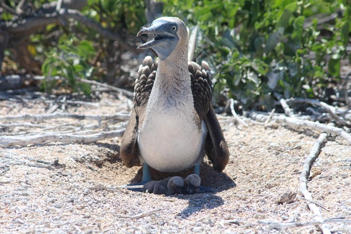 Seymour North Island & Las Bachas Full-Day Tour