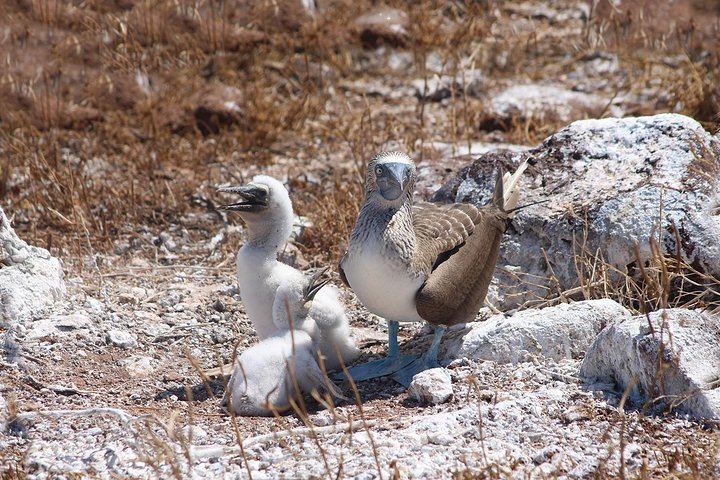 Seymour North Island & Las Bachas Full-Day Tour