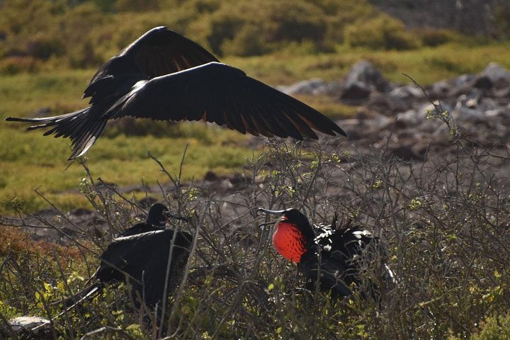 Seymour North Island & Las Bachas Full-Day Tour