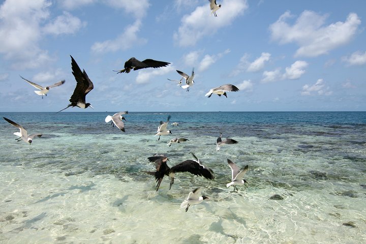 Snorkel the Perfect Tropical Isle Silk Caye with Turtles, Rays and Sharks