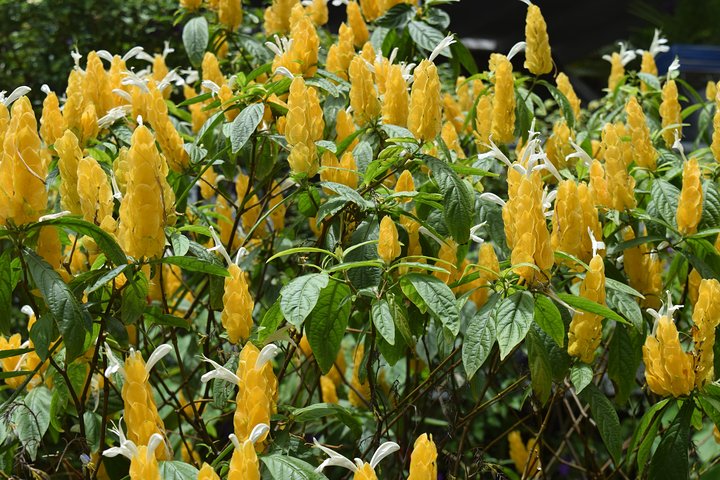 Half-Day Barbados Tour Harrisons Cave Hunte's Garden and Bathsheba
