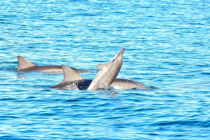 Wild Dolphin Swim & Responsible Whale Watching with Transport