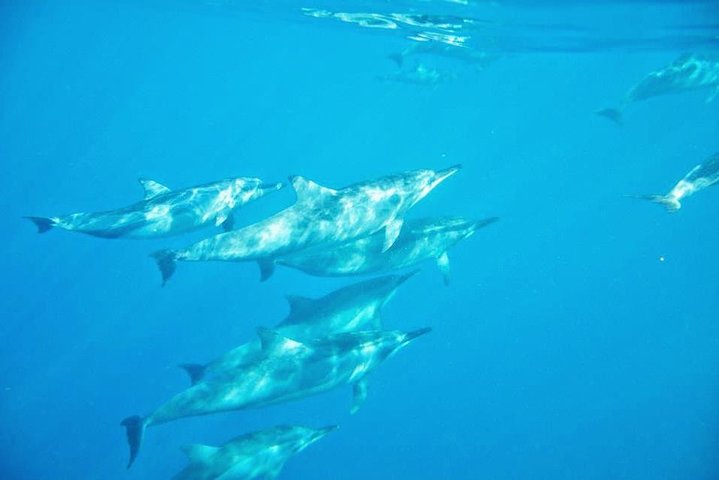 Wild Dolphin Swim & Responsible Whale Watching with Transport