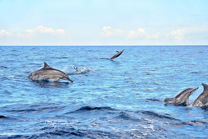 Wild Dolphin Swim & Responsible Whale Watching with Transport