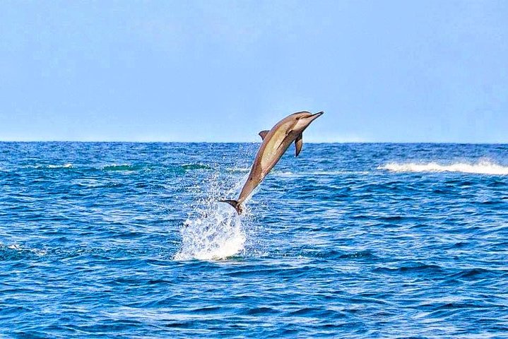 Wild Dolphin Swim & Responsible Whale Watching with Transport