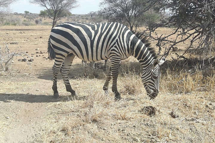Day Trip to Mikumi National Park from Morogoro