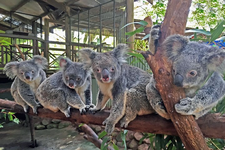 Grand Kuranda including Skyrail and Kuranda Scenic Railway