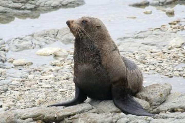 Kaikoura Swim with Dolphins Tour from Christchurch
