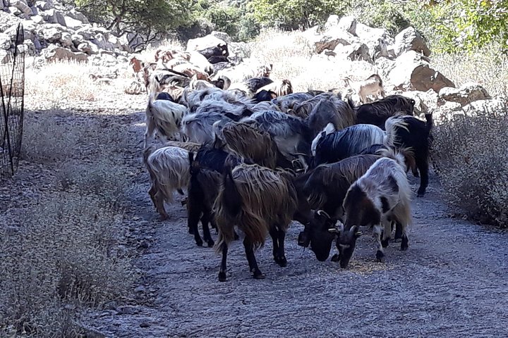 Wine & Olive Oil Tour with Lunch at Milia Mountain Retreat