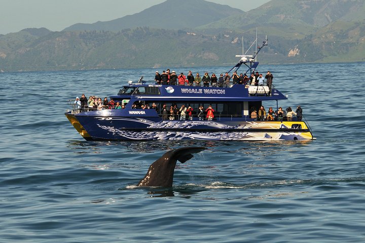 Kaikoura Whale Watch Day Tour from Christchurch