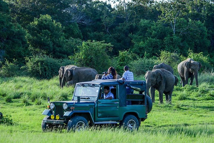Udawalawe Safari DayTrip frm Bentota/Kalutara/Ahungalla/Hikkaduwa
