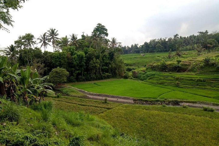 Bali Sensational Barong Dance And Kintamani Volcano Day Tour - All Inclusive