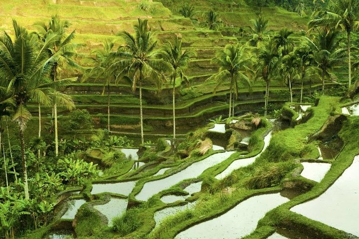 Bali Sensational Barong Dance And Kintamani Volcano Day Tour - All Inclusive