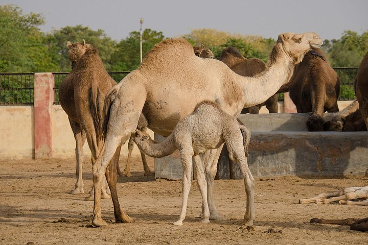 Bikaner Camel Breeding Farm & other Highlights
