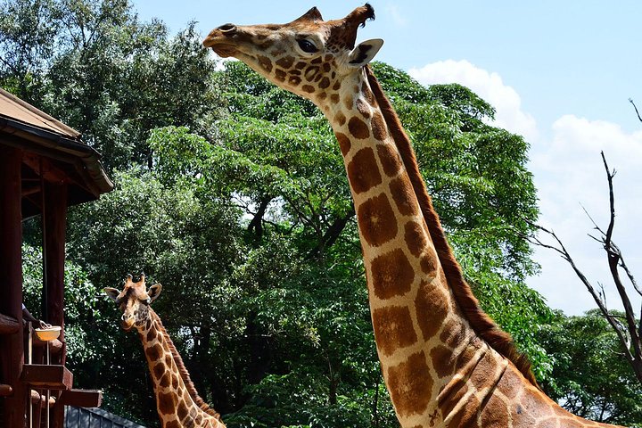 Giraffe Center and David Sheldrick Elephant Orphanage Tour