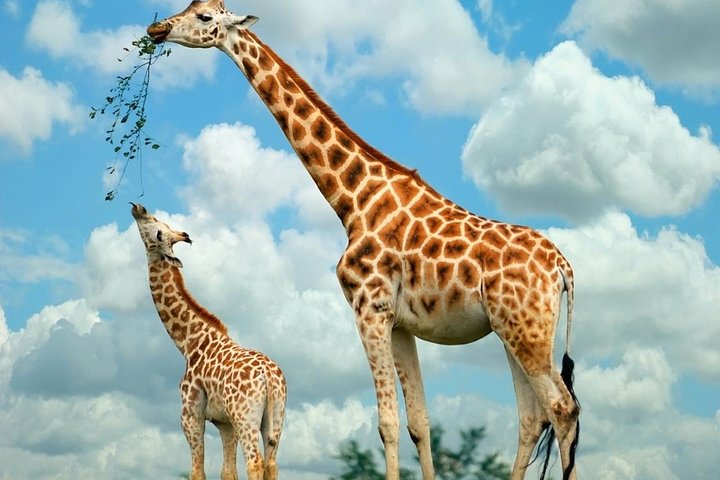 Giraffe Center and David Sheldrick Elephant Orphanage Tour