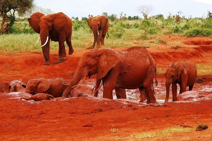 Giraffe Center and David Sheldrick Elephant Orphanage Tour