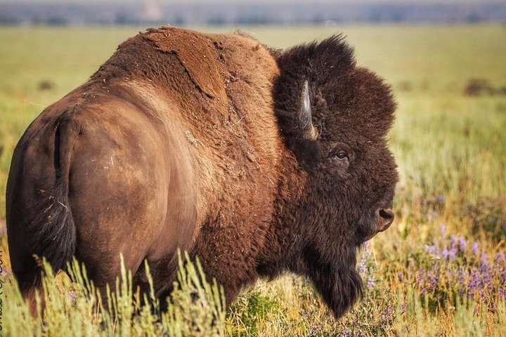 From Jackson Hole: Yellowstone Old Faithful, Waterfalls and Wildlife Day Tour