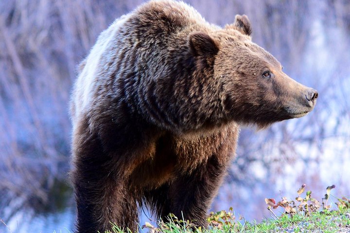 From Jackson Hole: Yellowstone Old Faithful, Waterfalls and Wildlife Day Tour