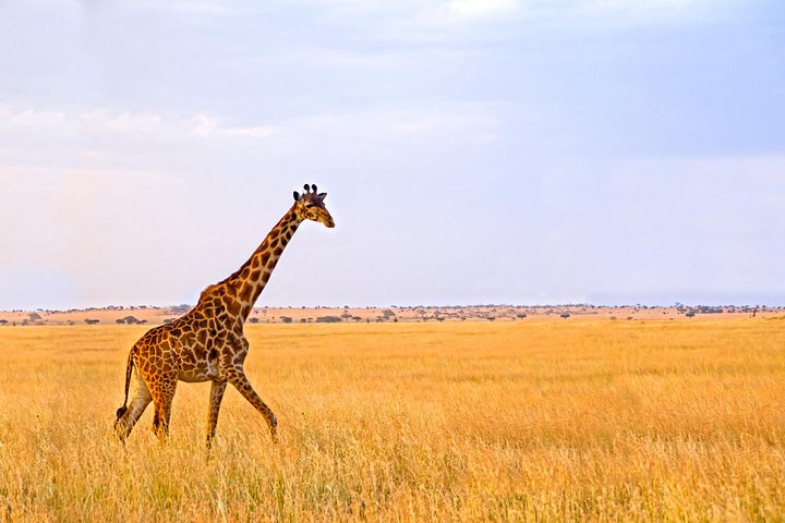 Arusha National Park Private Safari