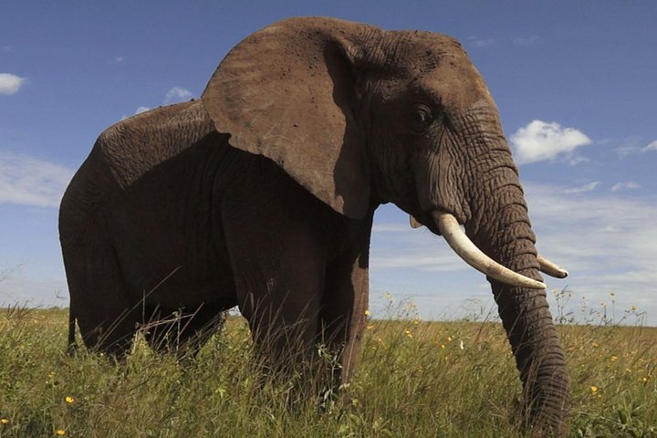 Elephant Sanctuary Tour from Johannesburg