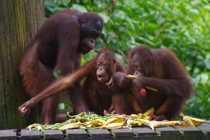 Private Full Day Sepilok Orang Utan, Bornean Sun Bear and Rainforest Discovery Center Tour