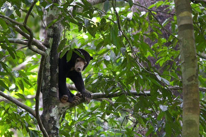 Private Full Day Sepilok Orang Utan, Bornean Sun Bear and Rainforest Discovery Center Tour