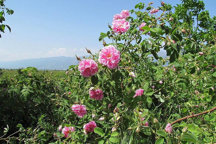 Kazanlak-Rose Valley-Valley of the Thracian Kings - private tour from Plovdiv