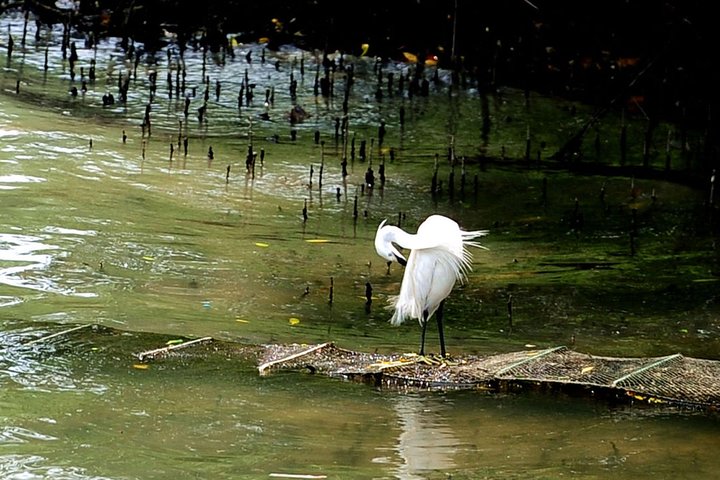Bird Watching and City Sightseeing From Nanchang