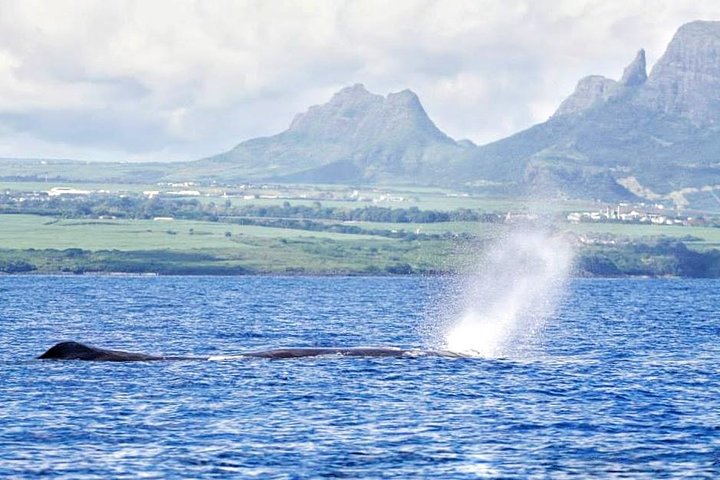 Wild Dolphin Swim & Responsible Whale Watching with Transport