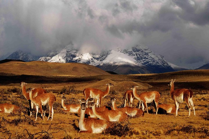 Full-Day Tour Torres del Paine National Park from Puerto Natales