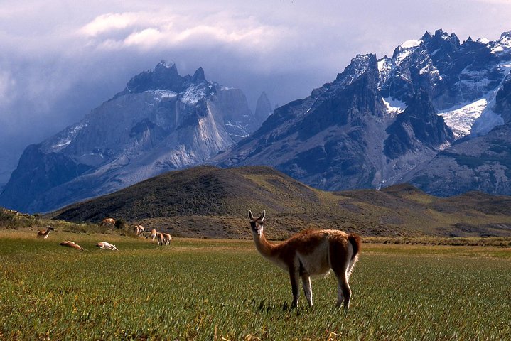 Full-Day Tour Torres del Paine National Park from Puerto Natales