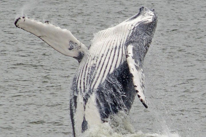 Whale and Dolphin Watching Cruise from Cape May