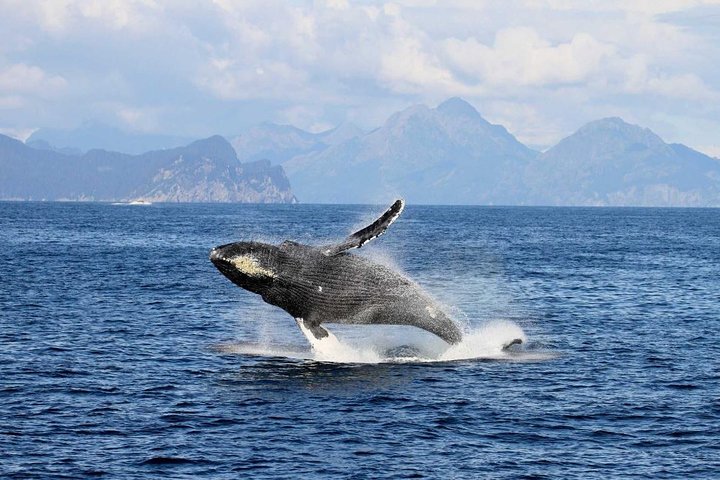 Full day Northwestern Glacier & Wildlife Tour from Seward