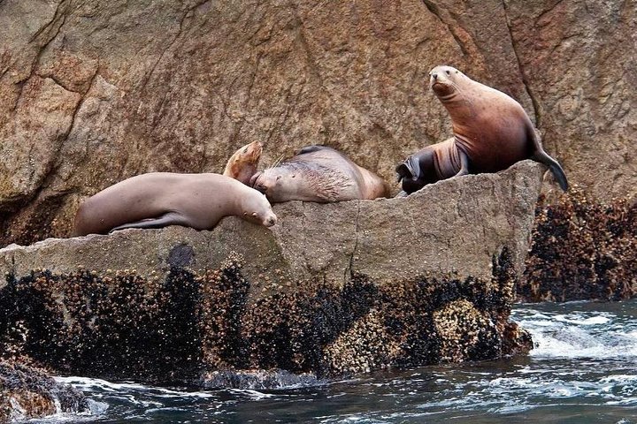 Full day Northwestern Glacier & Wildlife Tour from Seward