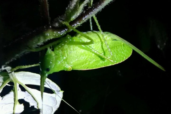 Monteverde Cloud Forest Night Wildlife Experience