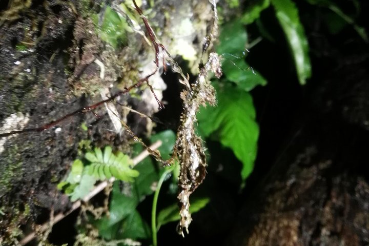 Monteverde Cloud Forest Night Wildlife Experience