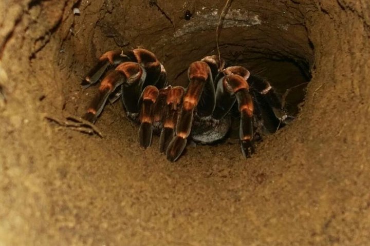 Monteverde Cloud Forest Night Wildlife Experience
