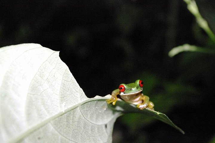 Monteverde Cloud Forest Night Wildlife Experience